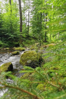 Yeşil bahar çeçeği ormanında küçük bir nehir