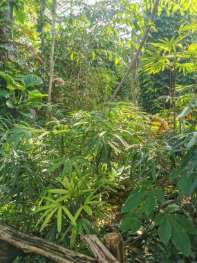 Tropikal yeşil orman Sabah baharı