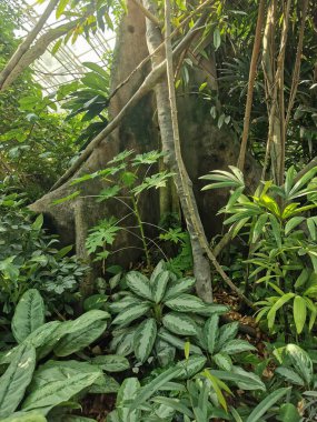 Tropikal yeşil orman Sabah baharı