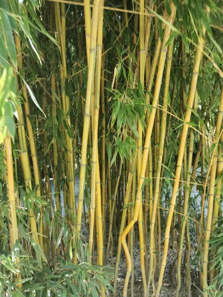 bamboo plant texture as very nice natural background