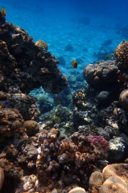 Kızıl Deniz 'deki mercan resifi Mısır