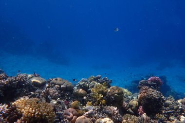 Kızıl Deniz 'deki mercan resifi Mısır