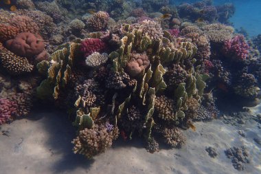 Kızıl Deniz 'deki mercan resifi Mısır