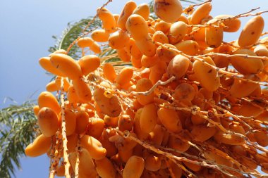 Mısır 'dan meyvelerle dolu hurma ağacı.