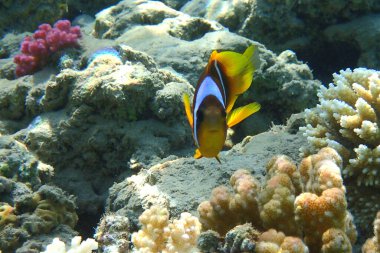 Kızıl denizdeki küçük nemo balığı