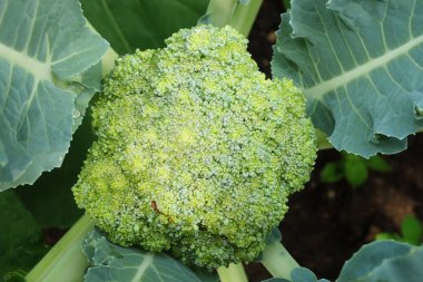 Taze brokoli sebzesi çok güzel bir yemek geçmişi var.