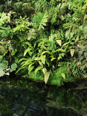 Tropikal yeşil orman Sabah baharı