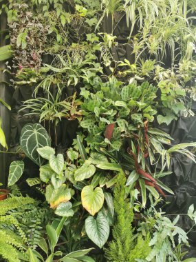 Tropikal yeşil orman Sabah baharı