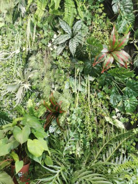 Tropikal yeşil orman Sabah baharı