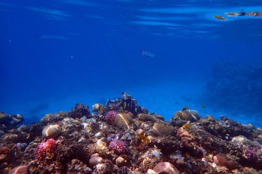Kızıl Deniz 'deki mercan resifi Mısır