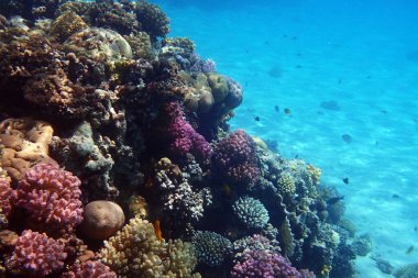 Kızıl Deniz 'deki mercan resifi Mısır