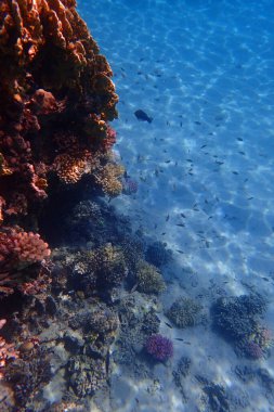 Kızıl Deniz 'deki mercan resifi Mısır