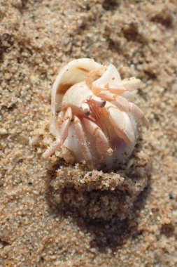 Deniz kabuğundaki yengeç. Makadi Körfezi.