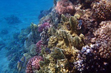 Kızıl Deniz 'deki mercan resifi Mısır