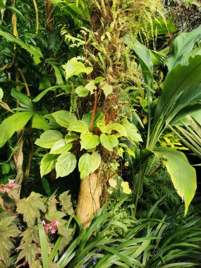 Tropikal yeşil orman Sabah baharı