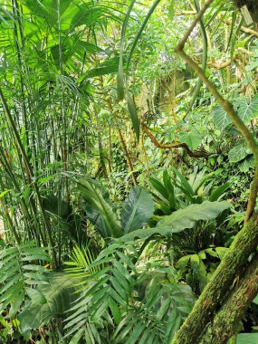 Tropikal yeşil orman Sabah baharı