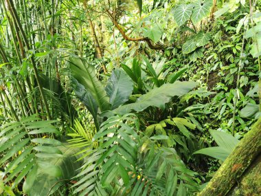 Tropikal yeşil orman Sabah baharı