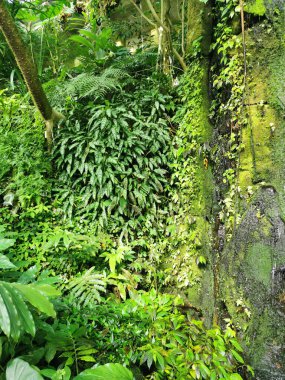 Tropikal yeşil orman Sabah baharı