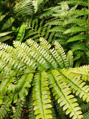 Yeşil eğreltiotu yapraklarının dokusu çok güzel.
