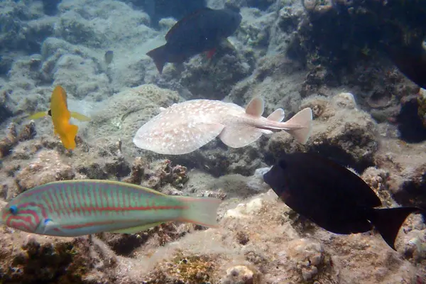 Leopar Elektrikli Balığı Kızıl Deniz Makadi Körfezi