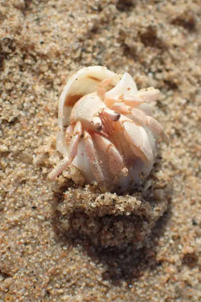 Deniz kabuğundaki yengeç. Makadi Körfezi.