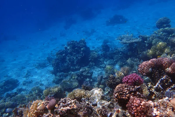Kızıl Deniz 'deki mercan resifi Mısır