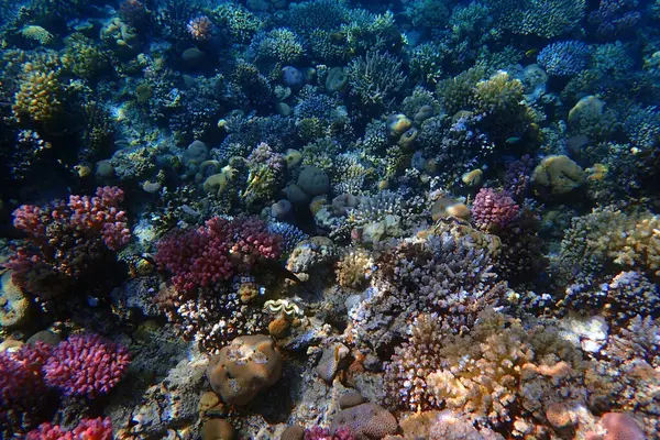 coral reef in the Red Sea Egypt