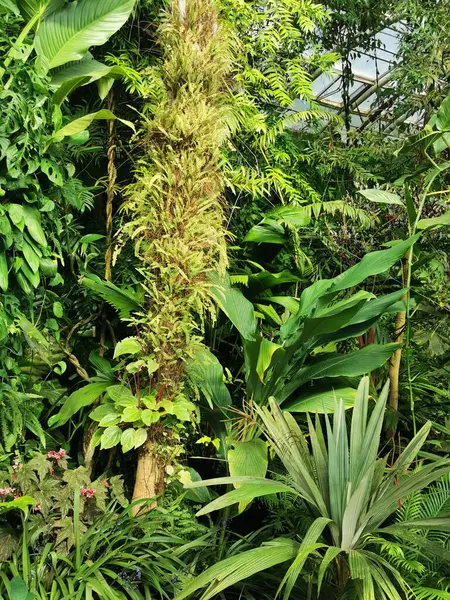 Tropikal yeşil orman Sabah baharı