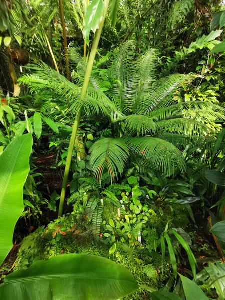 Tropikal yeşil orman Sabah baharı