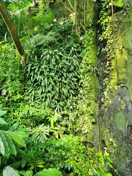 Tropikal yeşil orman Sabah baharı