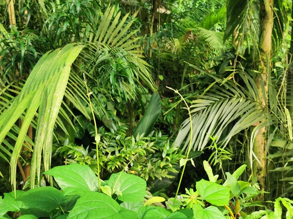 Tropikal yeşil orman Sabah baharı