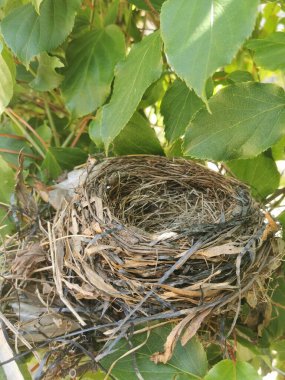Doğadaki boş yuva güzel bir arkaplan olarak
