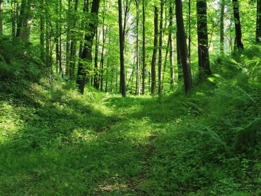 Yeşil bahar orman güzel doğal arka plan olarak