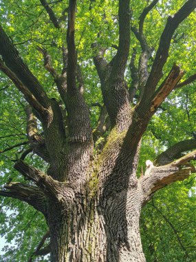 Güzel yeşil arka plan olarak eski meşe ağacı