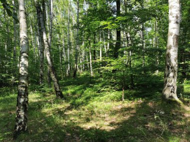 Yeşil bahar orman güzel doğal arka plan olarak