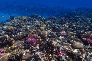 Makadi Körfezi Mısır 'dan mercan resifi arka planı