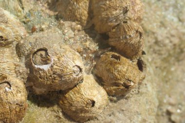 Kızıldeniz 'den gelen sirripedi su hayvanı Mısır