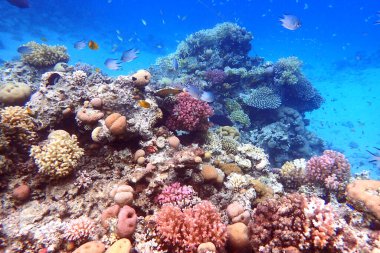 Makadi Körfezi, Mısır 'daki Kızıl Deniz Mercan Resifi, 
