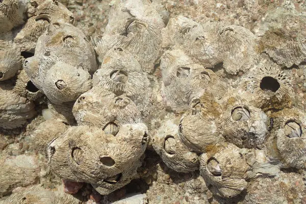 Kızıldeniz 'den gelen sirripedi su hayvanı Mısır