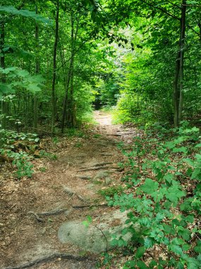 Czech yeşil bahar ormanı güzel bir arka plan.