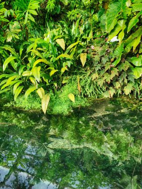 Tropikal yeşil orman Sabah baharı