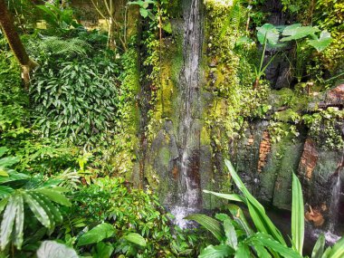 Tropikal yeşil orman Sabah baharı