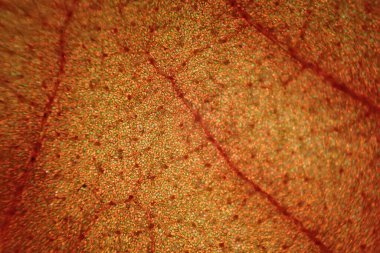 Eski yaprak dokusu çok güzel bir arkaplan