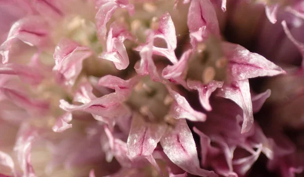 detail of garlic flower as nice spring background