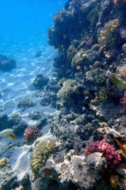 Mısır 'da güzel mercan resifleri var, Safaga.
