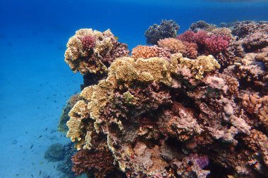 Mısır 'da güzel mercan resifleri var, Safaga.