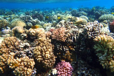 Mısır 'da güzel mercan resifleri var, Safaga.