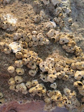 Kızıldeniz 'den gelen sirripedi su hayvanı Mısır