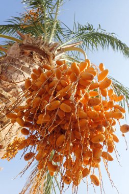 meyve ağacı ve mavi gökyüzü güzel yemek arkaplanı olarak
