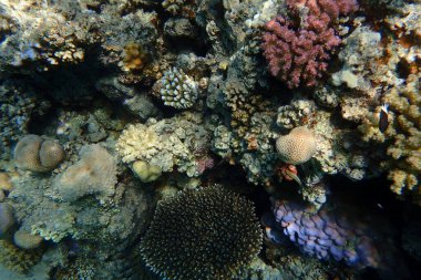 Mısır 'da güzel mercan resifleri var, Safaga.